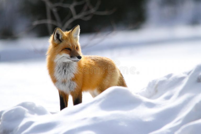 red fox1