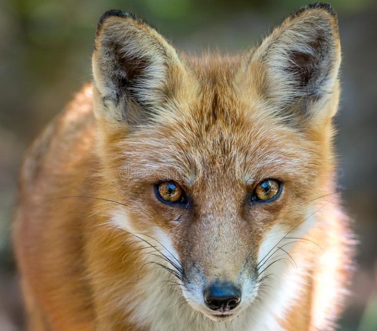 red fox2